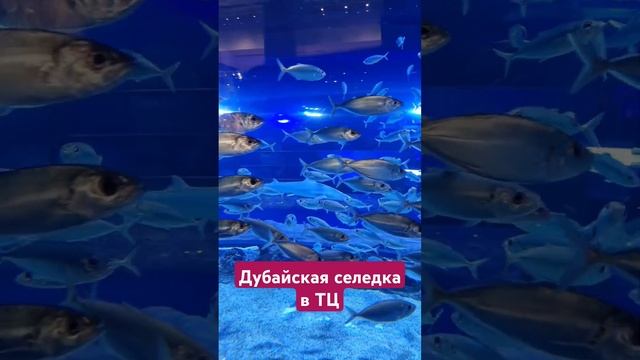 Селедка плавает по ТЦ дубая смотреть онлайн