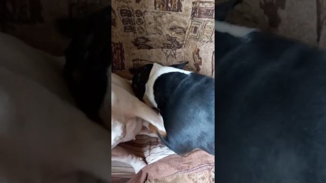 Я же мать ! Собачье закулисье . смотреть онлайн