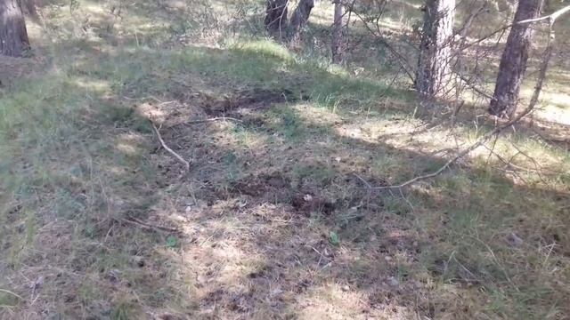 Что скрывает древний лес. Находки от светлого коммунизма до темной древности. смотреть онлайн