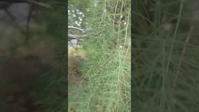 всем привет напишите в комментариях как называется это растение смотреть онлайн