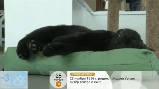 CatTown в Калифорнии смотреть онлайн