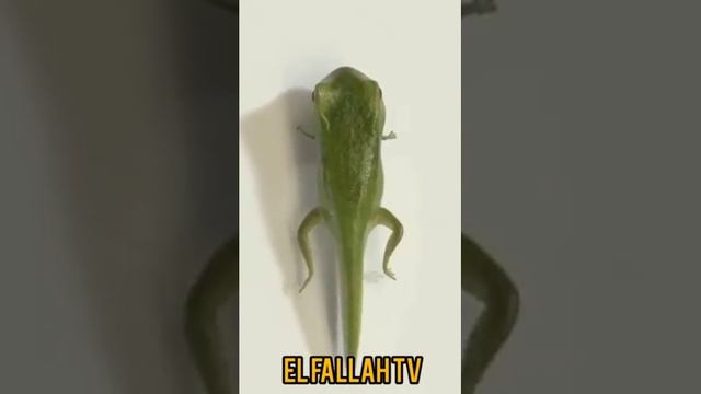 The process in which a tadpole turns into a frog is called metamorphosis, and it is an amazing!!!! смотреть онлайн
