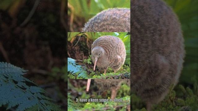 5 Kiwi Bird Facts смотреть онлайн