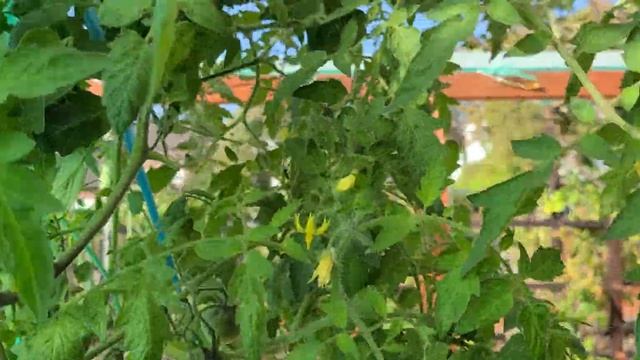 7 Октября , пора бы заканчивать сезон , но...( Продаю семена томатов) смотреть онлайн