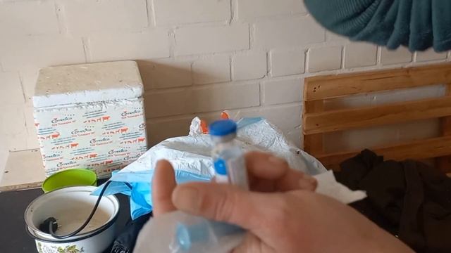 Вакцинировали котиков в приюте. 22.04.2024 вакцинами Рабиген и Фелиген КРП смотреть онлайн