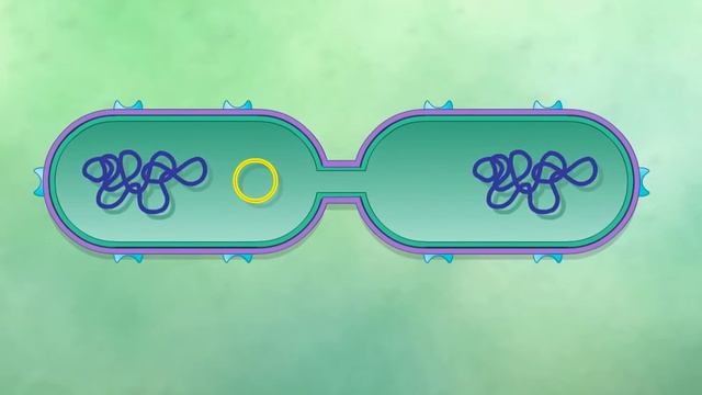 Bacterial Conjugation: Transfer of the F Plasmid HD Animation смотреть онлайн