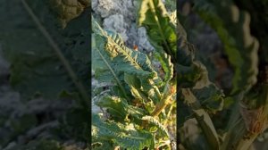 Симбиоз: муравьи, тля и божьи коровки.)