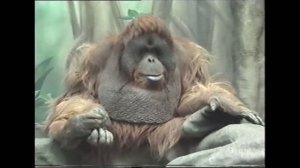 Московский зоопарк. часть 2.