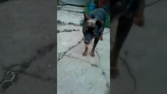 СЯБАКА видео смотреть онлайн