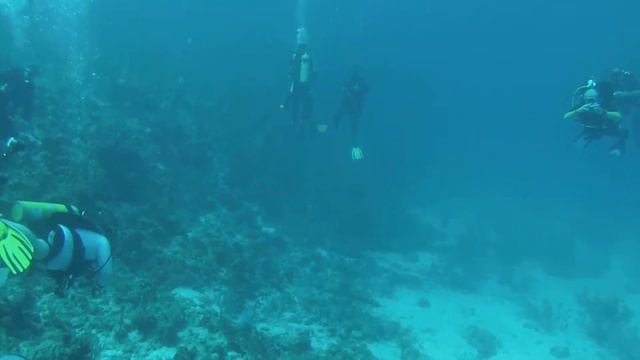 Diving in Cuba - Maria La gorda смотреть онлайн