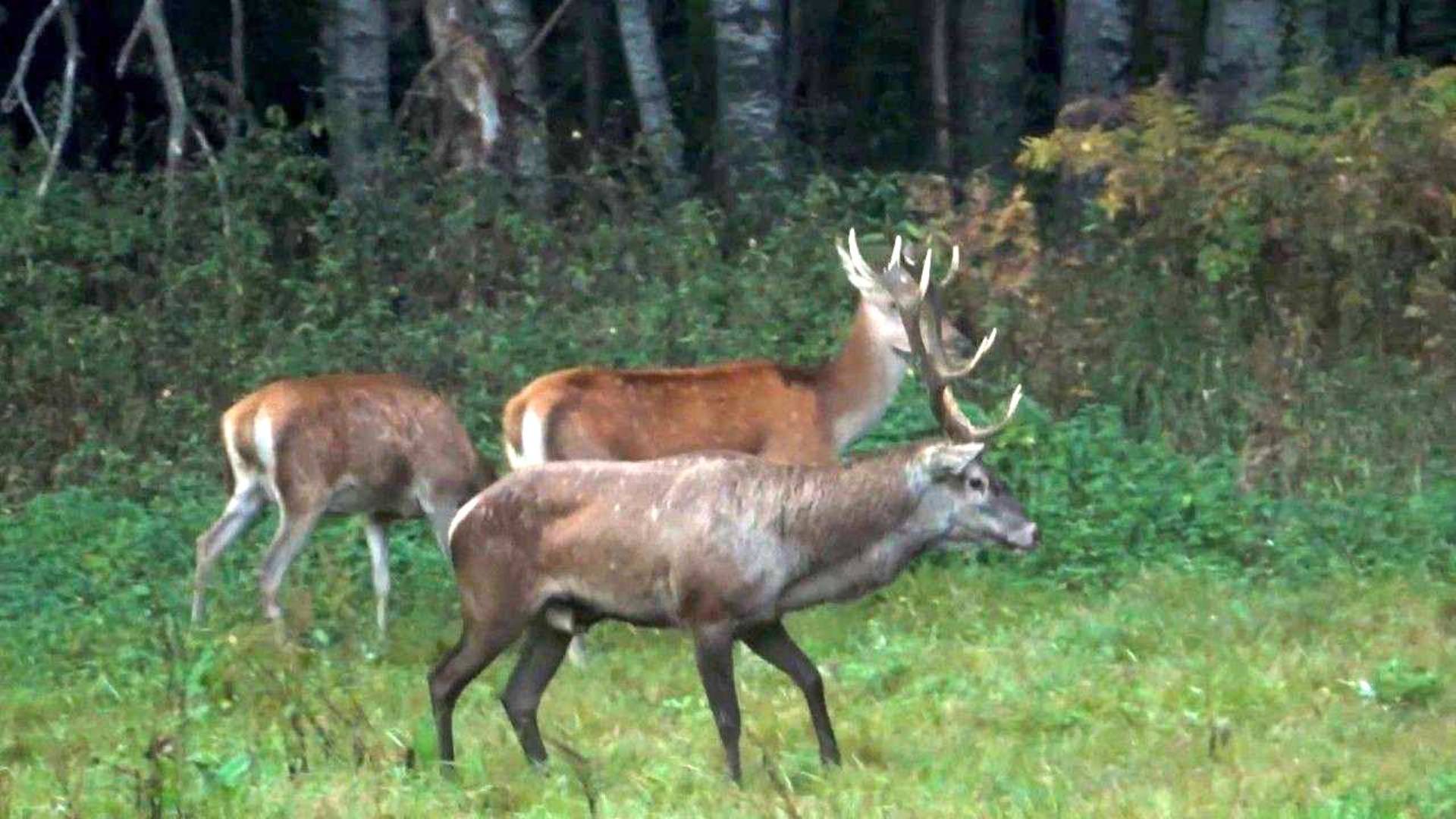 Охота на благородного оленя в Белоруссии на реву смотреть онлайн