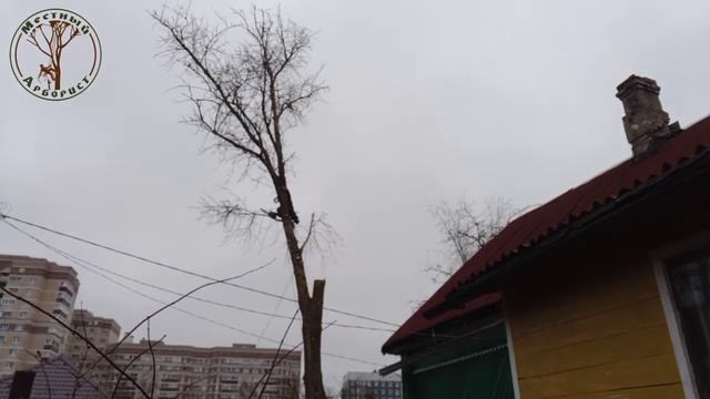 Тополь в г.Тосно смотреть онлайн