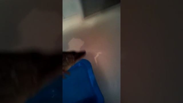 Домашняя щука смотреть онлайн