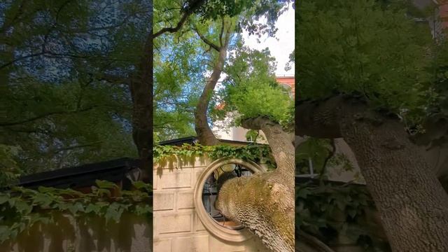 Старый парк #Кабардинка #геленджик смотреть онлайн