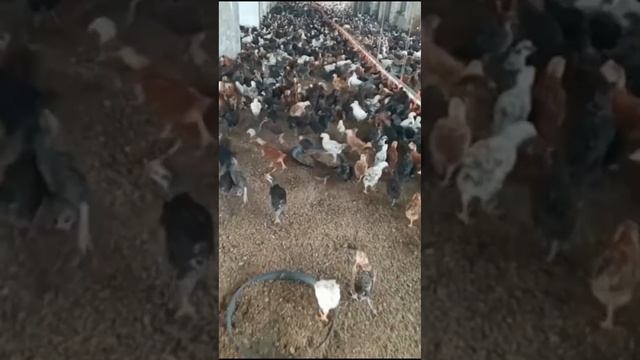 Khush Khabre! Golden Misre EK din ka rupy or 30 din ka rat смотреть онлайн
