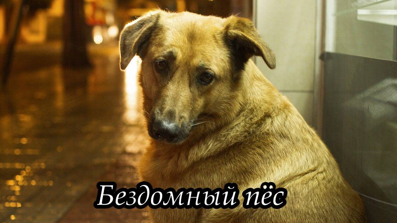 Бездомный пёс смотреть онлайн