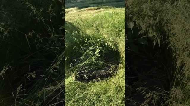 🫣Трактор Мтз50 + стара сегмента косарка👌 смотреть онлайн