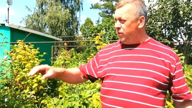 Победил Ржавчину на Груше/Как Лечить Ржавчину/Болезни Растений на даче /Заболевания Деревьев/(0+) смотреть онлайн