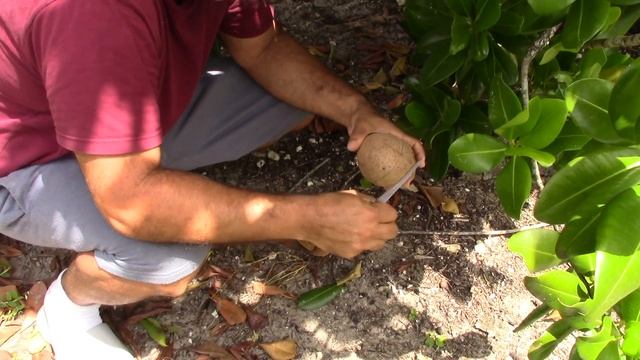Mammea Americana (Mamey Apple)
