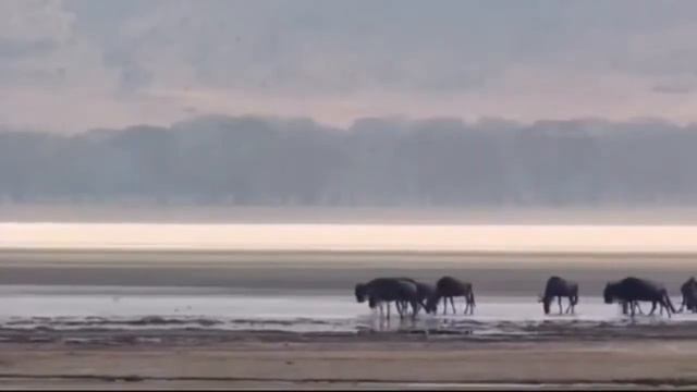 KEMARAU PANJANG DI Savana afrika,Begini nasib binatang di padang safana#binatang#wild #duniabinatan смотреть онлайн