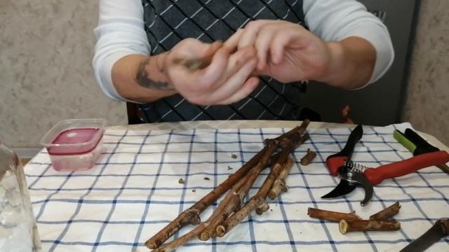 Как Укоренить(100%) Черенки(Чубуки) Винограда/ Виноград Весной от А до Я/ SUB 0+ смотреть онлайн