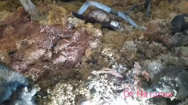 меньшие братья Карелии смотреть онлайн