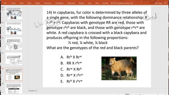 Bio 240 Exam 2 Powerpoint review смотреть онлайн