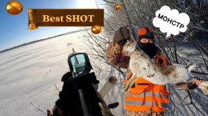 Загонная охота на зайца русака в Самарской области, сезон 2024.