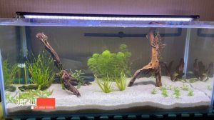 Запуск аквариума 120 литров