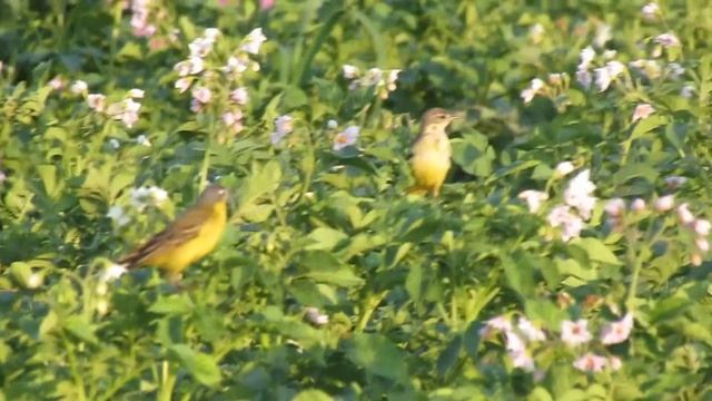 Yellow wagtail in potato flowers смотреть онлайн