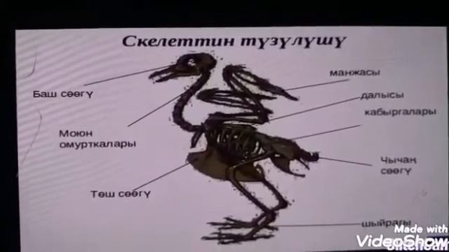 Биология 7-класс. Тема: Канаттуулардын сырткы жана ички тузулушу. смотреть онлайн