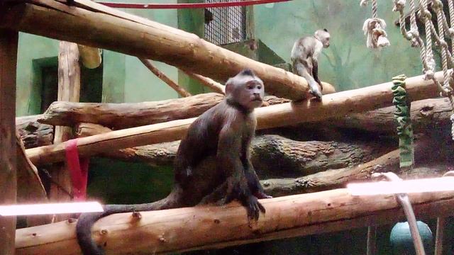 Московский зоопарк. Капуцин - Плакса.