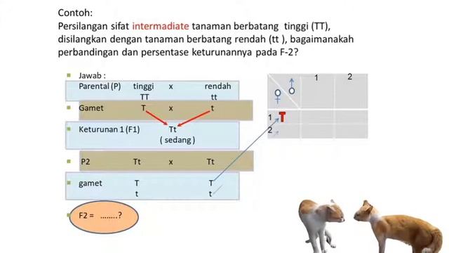 PERSILANGAN MONOHIBRIDA INTERMEDIATE смотреть онлайн