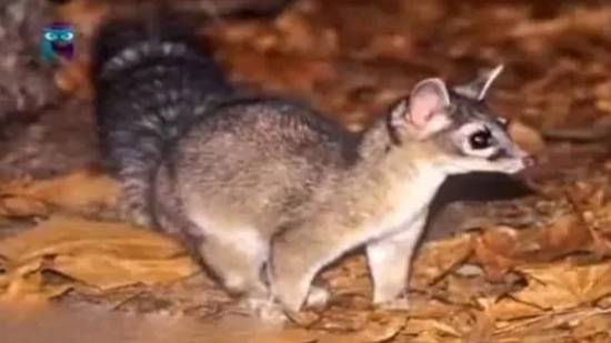 Какомицли смотреть онлайн