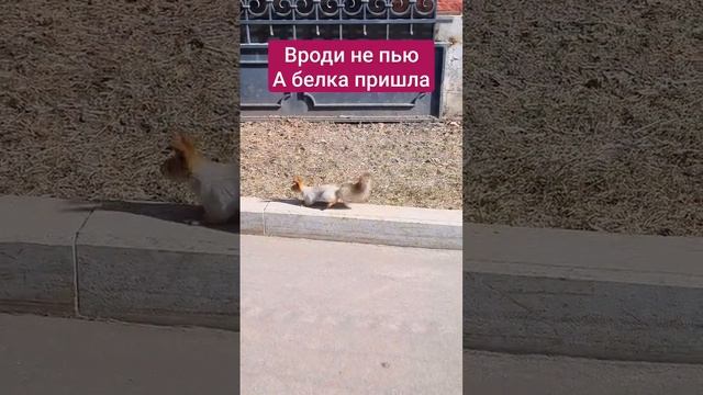 Белка приходит ко всем смотреть онлайн