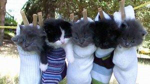Приколы с животными ! Смешные животные Свежие приколы