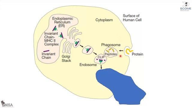 MHC & Antigen Presenting Cells смотреть онлайн
