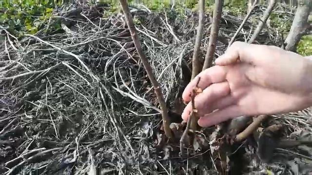 Фундук Трапезунд і конюшина смотреть онлайн