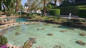 Обзор отеля Монте Карло 5*,  Шарм Ель Шейх