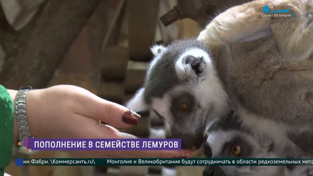 Пополнение в семействе лемуров смотреть онлайн