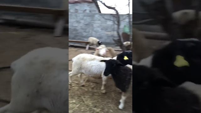 Дорпер на прогулке !🌾🌤️🐑 смотреть онлайн