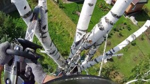 Как спилить березу (часть 2)