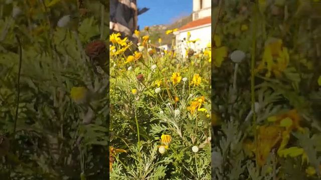 Пераст, Котор, церковь и главная площадь города. Ноябрь. смотреть онлайн