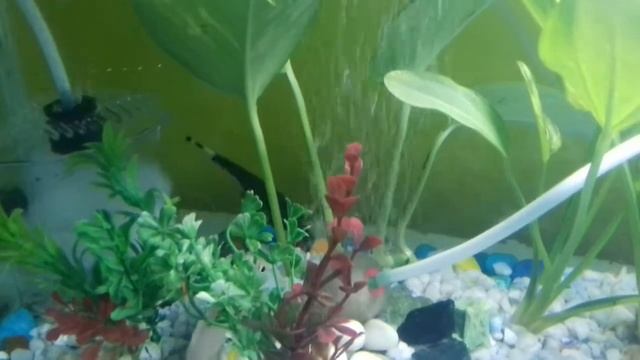 My balck gost knife fish смотреть онлайн