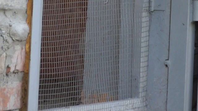 бакинские голуби как всегда лучшие смотреть онлайн
