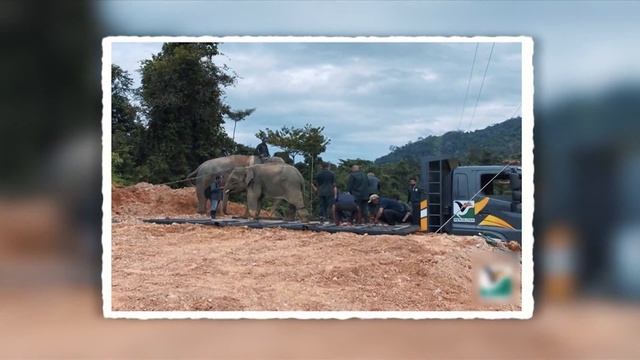 Saving Malaysia's Endangered Animals From Extinction | CNA Correspondent