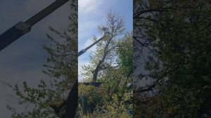 Спил высоких деревьев с вышкой. Спил деревьев любой сложности.