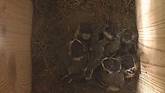 iSpy: Kohlmeisen смотреть онлайн