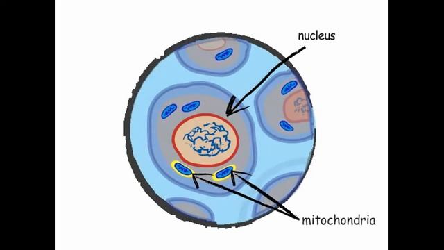 What is a Genome and What are Genes? смотреть онлайн