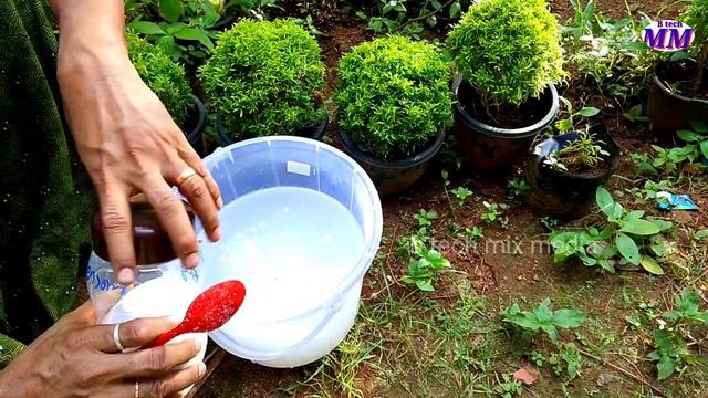 സൂക്ഷ്മമൂലകങ്ങളുടെ കുറവ് പരിഹരിച്ചാൽ വിളവ് ഇരട്ടിയാക്കാം microelements deficiency/ BTech mix media смотреть онлайн